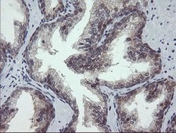 Invitrogen GORAB Monoclonal Antibody (OTI4F11) 100 &mu;L; Unconjugated:Antibodies,