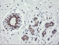 Invitrogen GORAB Monoclonal Antibody (OTI4F11) 100 &mu;L; Unconjugated:Antibodies,