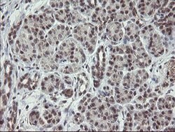 Invitrogen GORAB Monoclonal Antibody (OTI4F11) 100 &mu;L; Unconjugated:Antibodies,