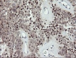 Invitrogen GORAB Monoclonal Antibody (OTI4F11) 100 &mu;L; Unconjugated:Antibodies,