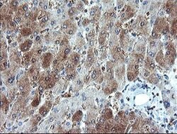 Invitrogen GORAB Monoclonal Antibody (OTI4F11) 100 &mu;L; Unconjugated:Antibodies,