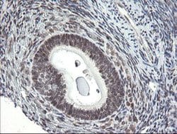 Invitrogen GORAB Monoclonal Antibody (OTI4F11) 100 &mu;L; Unconjugated:Antibodies,