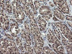 Invitrogen GORAB Monoclonal Antibody (OTI4F11) 100 &mu;L; Unconjugated:Antibodies,