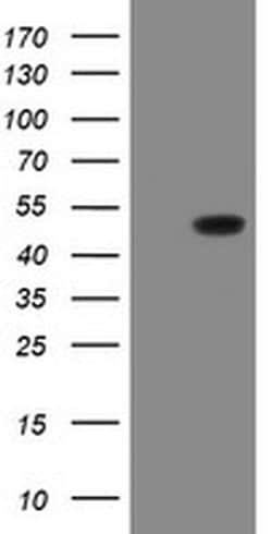 Invitrogen GORAB Monoclonal Antibody (OTI4F11) 100 &mu;L; Unconjugated:Antibodies,