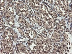 Invitrogen LEPRE1 Monoclonal Antibody (OTI1H3) 100 &mu;L; Unconjugated:Antibodies,