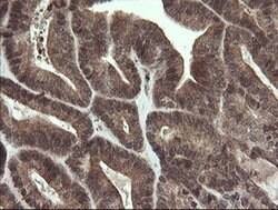 Invitrogen LEPRE1 Monoclonal Antibody (OTI1H3) 100 &mu;L; Unconjugated:Antibodies,