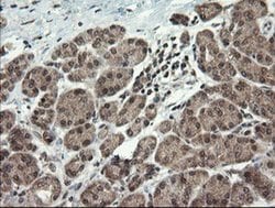 Invitrogen LEPRE1 Monoclonal Antibody (OTI1H3) 100 &mu;L; Unconjugated:Antibodies,