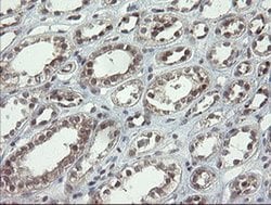 Invitrogen LEPRE1 Monoclonal Antibody (OTI1H3) 100 &mu;L; Unconjugated:Antibodies,