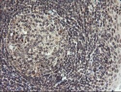 Invitrogen LEPRE1 Monoclonal Antibody (OTI1H3) 100 &mu;L; Unconjugated:Antibodies,
