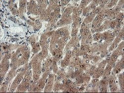 Invitrogen LEPRE1 Monoclonal Antibody (OTI1H3) 100 &mu;L; Unconjugated:Antibodies,