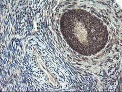 Invitrogen LEPRE1 Monoclonal Antibody (OTI1H3) 100 &mu;L; Unconjugated:Antibodies,