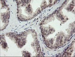 Invitrogen LEPRE1 Monoclonal Antibody (OTI1H3) 100 &mu;L; Unconjugated:Antibodies,