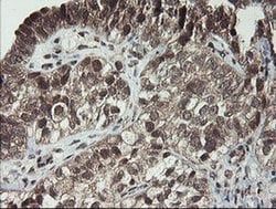 Invitrogen LEPRE1 Monoclonal Antibody (OTI1H3) 100 &mu;L; Unconjugated:Antibodies,