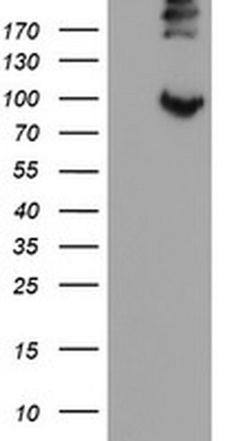 Invitrogen LEPRE1 Monoclonal Antibody (OTI1H3) 100 &mu;L; Unconjugated:Antibodies,