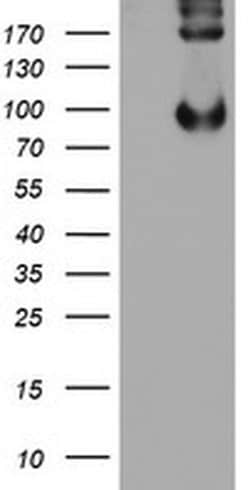 Invitrogen LEPRE1 Monoclonal Antibody (OTI1A1) 100 &mu;L; Unconjugated:Antibodies,
