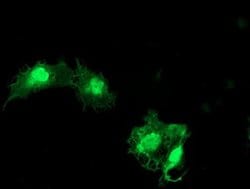 Invitrogen eIF5A2 Monoclonal Antibody (OTI6G7) 100 &mu;L; Unconjugated:Antibodies,