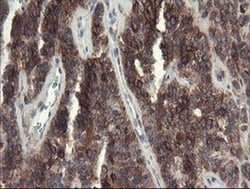 Invitrogen eIF5A2 Monoclonal Antibody (OTI6G7) 100 &mu;L; Unconjugated:Antibodies,