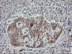Invitrogen eIF5A2 Monoclonal Antibody (OTI6G7) 100 &mu;L; Unconjugated:Antibodies,