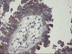 Invitrogen CLEC4E Monoclonal Antibody (OTI2A8) 100 &mu;L; Unconjugated:Antibodies,