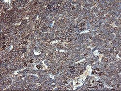Invitrogen CLEC4E Monoclonal Antibody (OTI2A8) 100 &mu;L; Unconjugated:Antibodies,