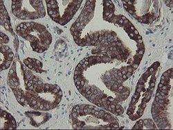 Invitrogen CLEC4E Monoclonal Antibody (OTI2A8) 100 &mu;L; Unconjugated:Antibodies,