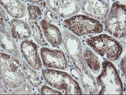 Invitrogen CLEC4E Monoclonal Antibody (OTI2A8) 100 &mu;L; Unconjugated:Antibodies,