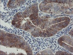 Invitrogen CLEC4E Monoclonal Antibody (OTI2A8) 100 &mu;L; Unconjugated:Antibodies,