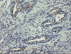 Invitrogen CLEC4E Monoclonal Antibody (OTI2A8) 100 &mu;L; Unconjugated:Antibodies,