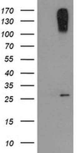 Invitrogen CLEC4E Monoclonal Antibody (OTI2A8) 100 &mu;L; Unconjugated:Antibodies,