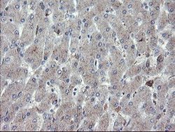 Invitrogen CHN1 Monoclonal Antibody (OTI2D10) 100 &mu;L; Unconjugated:Antibodies,