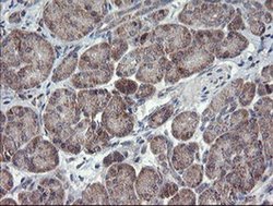 Invitrogen CHN1 Monoclonal Antibody (OTI2D10) 100 &mu;L; Unconjugated:Antibodies,