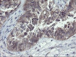 Invitrogen CHN1 Monoclonal Antibody (OTI2D10) 100 &mu;L; Unconjugated:Antibodies,
