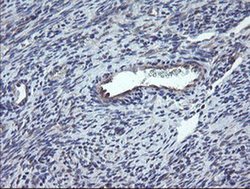 Invitrogen CHN1 Monoclonal Antibody (OTI2D10) 100 &mu;L; Unconjugated:Antibodies,