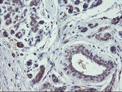 Invitrogen CHN1 Monoclonal Antibody (OTI2D10) 100 &mu;L; Unconjugated:Antibodies,