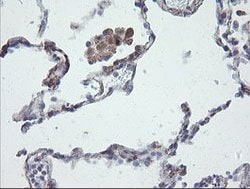 Invitrogen CHN1 Monoclonal Antibody (OTI2D10) 100 &mu;L; Unconjugated:Antibodies,