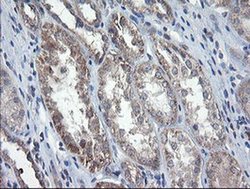 Invitrogen CHN1 Monoclonal Antibody (OTI2D10) 100 &mu;L; Unconjugated:Antibodies,