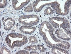 Invitrogen CHN1 Monoclonal Antibody (OTI2D10) 100 &mu;L; Unconjugated:Antibodies,