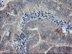 Invitrogen CHN1 Monoclonal Antibody (OTI2D10) 100 &mu;L; Unconjugated:Antibodies,