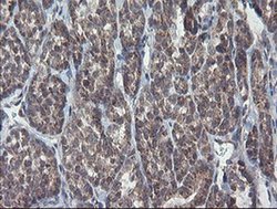Invitrogen CHN1 Monoclonal Antibody (OTI2D10) 100 &mu;L; Unconjugated:Antibodies,