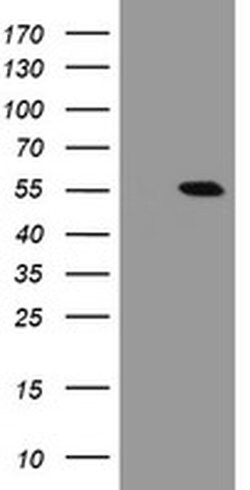 Invitrogen CHN1 Monoclonal Antibody (OTI2D10) 100 &mu;L; Unconjugated:Antibodies,