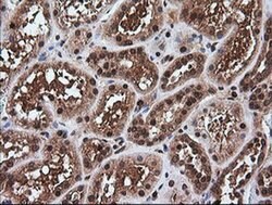 Invitrogen Rhotekin Monoclonal Antibody (OTI2E9) 100 &mu;L; Unconjugated:Antibodies,