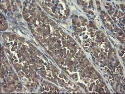 Invitrogen POLR3C Monoclonal Antibody (OTI2H1) 100 &mu;L; Unconjugated:Antibodies,