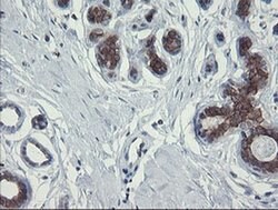 Invitrogen POLR3C Monoclonal Antibody (OTI2H1) 100 &mu;L; Unconjugated:Antibodies,