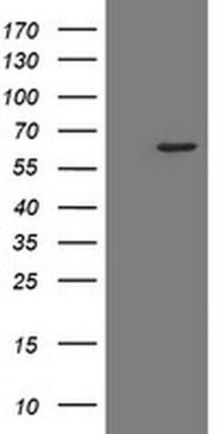 Invitrogen POLR3C Monoclonal Antibody (OTI2H1) 100 &mu;L; Unconjugated:Antibodies,