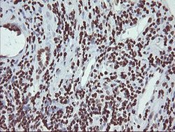 Invitrogen CHN1 Monoclonal Antibody (OTI2G6) 100 &mu;L | Buy Online | Invitrogen&trade; | Fisher Scientific