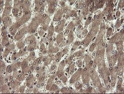 Invitrogen CHN1 Monoclonal Antibody (OTI2G6) 100 &mu;L | Buy Online | Invitrogen&trade; | Fisher Scientific