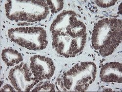 Invitrogen CHN1 Monoclonal Antibody (OTI2G6) 100 &mu;L | Buy Online | Invitrogen&trade; | Fisher Scientific