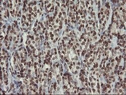 Invitrogen CHN1 Monoclonal Antibody (OTI2G6) 100 &mu;L | Buy Online | Invitrogen&trade; | Fisher Scientific