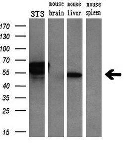 Invitrogen CHN1 Monoclonal Antibody (OTI2G6) 100 &mu;L | Buy Online | Invitrogen&trade; | Fisher Scientific