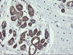 Invitrogen PHF7 Monoclonal Antibody (OTI1A2) 100 &mu;L; Unconjugated:Antibodies,